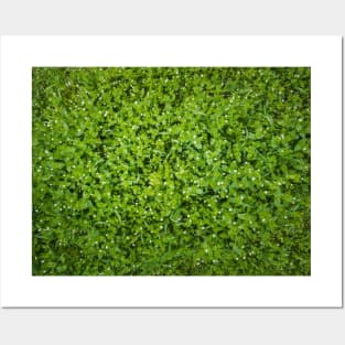 green pasture texture Posters and Art